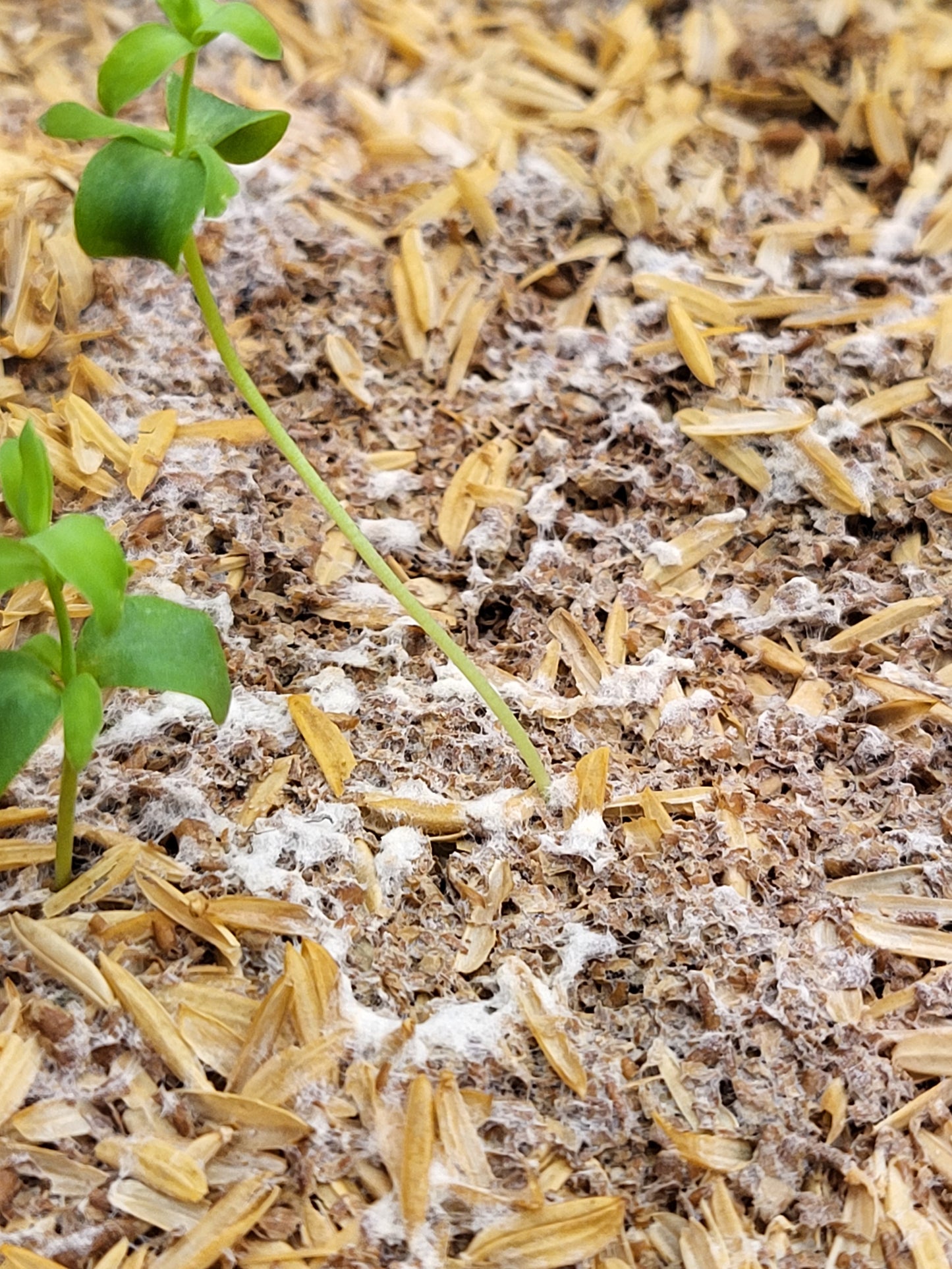 Organic Bokashi Bran