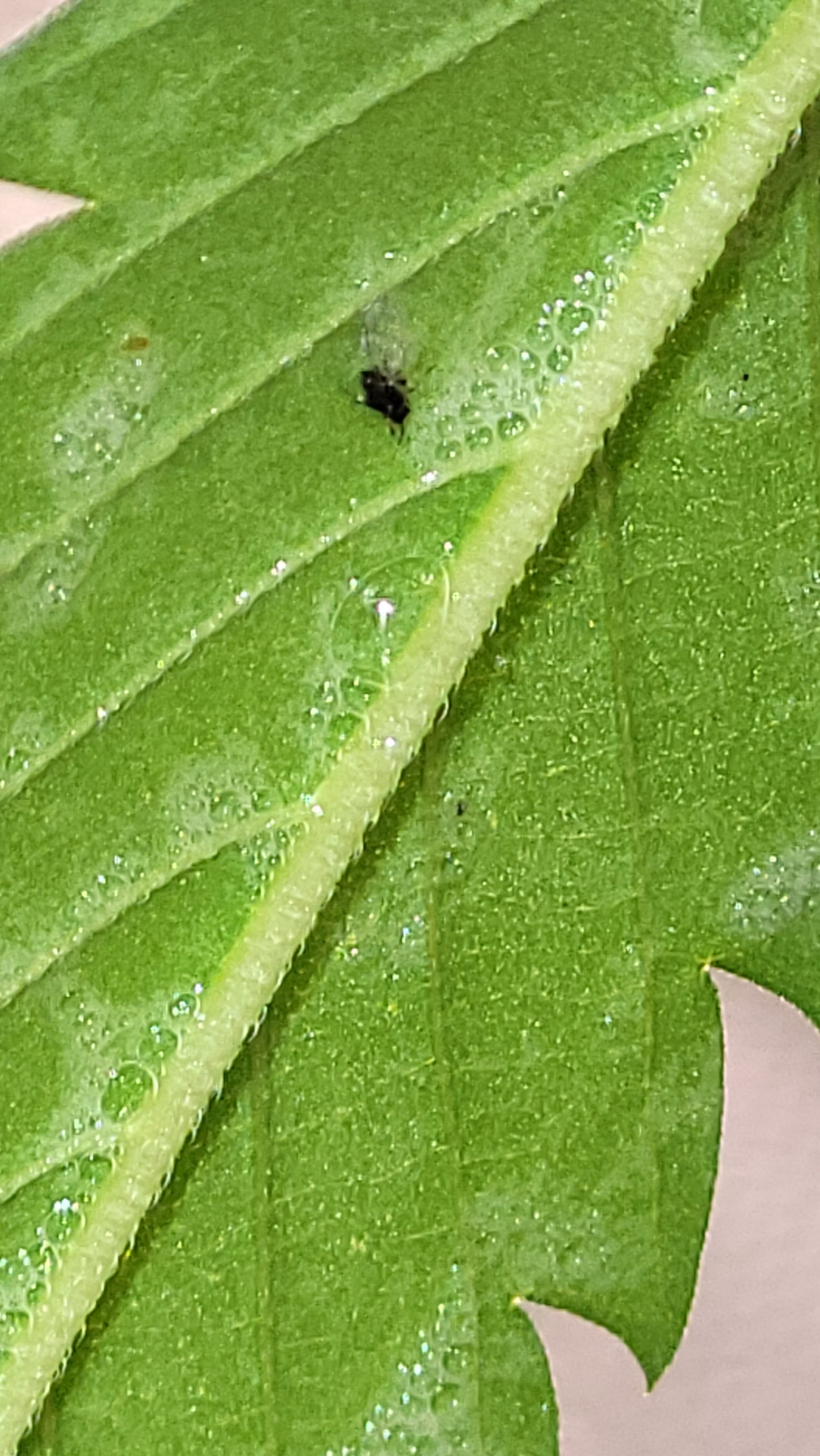 Jadam Wetting Agent (JWA)