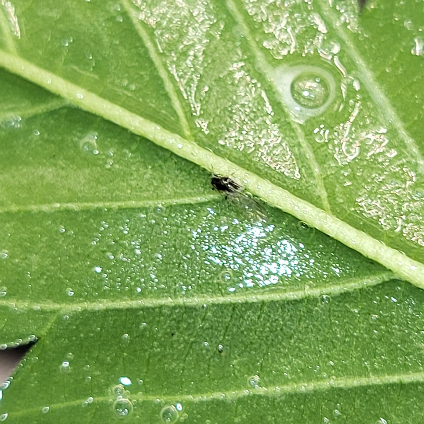 Jadam Wetting Agent (JWA)