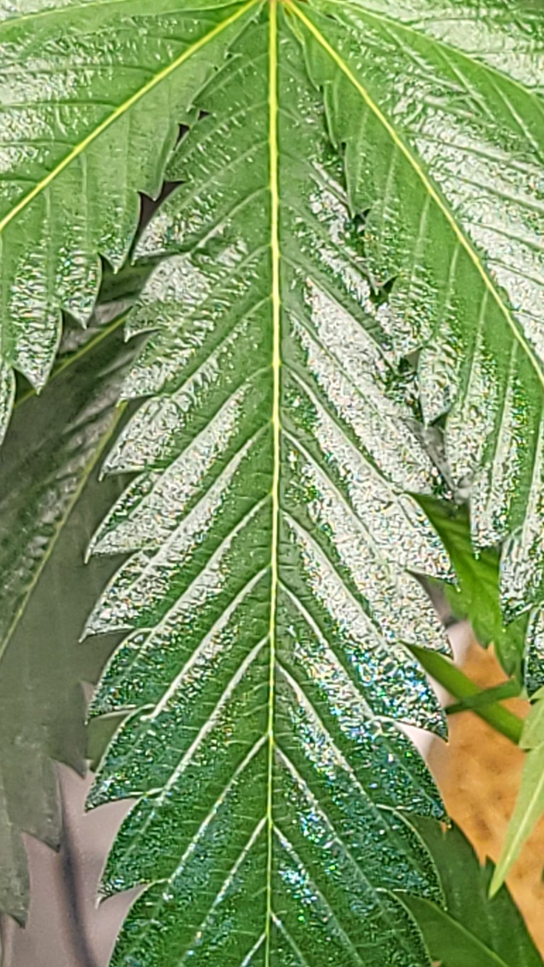 Jadam Wetting Agent (JWA)