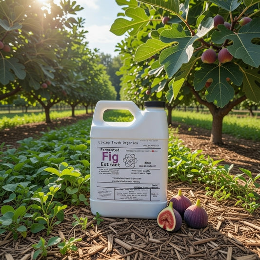 Fermented Fig Extract